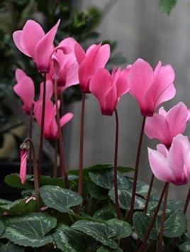 Pink Cyclamen Flower Seeds for Planting - 100