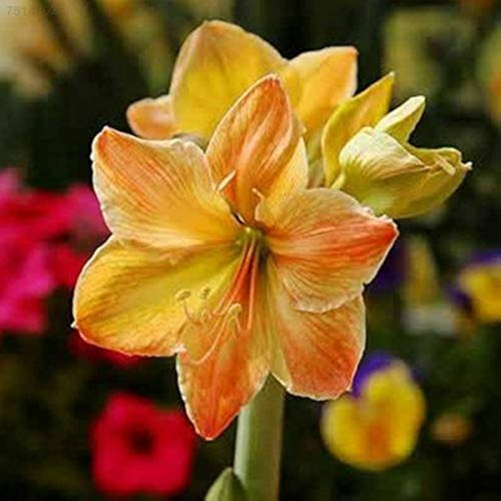 Amaryllis Hippeastrum Yellow Sunrise flower seeds for planting in indoor pots or spring flower beds