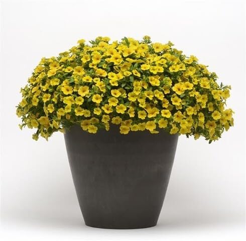 Yellow Calibrachoa Flower