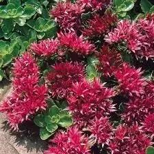 Sedum Spurium Flower Seeds for Planting - NON GMO Seeds Dhara Seeds