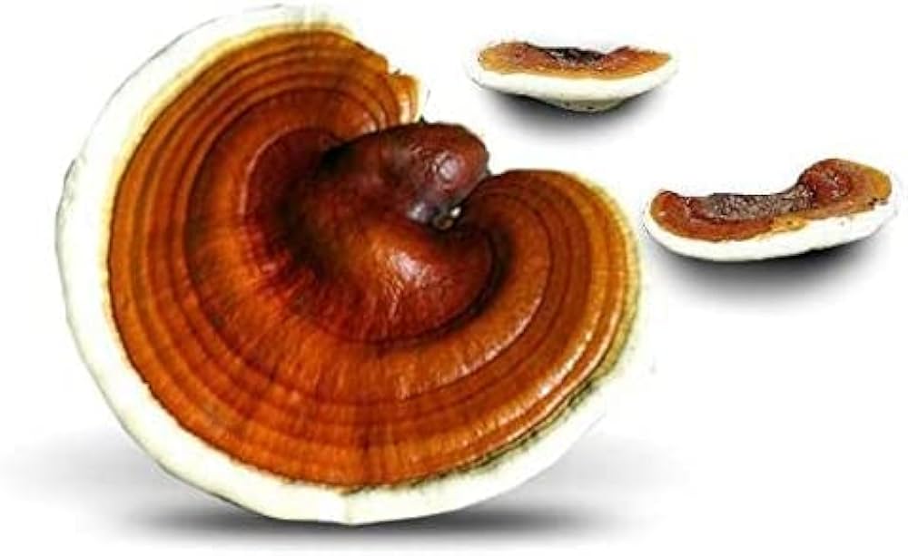 Reishi Mushroom Ganoderma lucidum mushroom spores for home garden cultivation