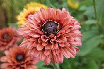 Rudbeckia Sahara Flower Heirloom Non Gmo Image
