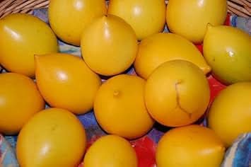 Abiu fruit Pouteria caimito seeds for tropical edible orchard