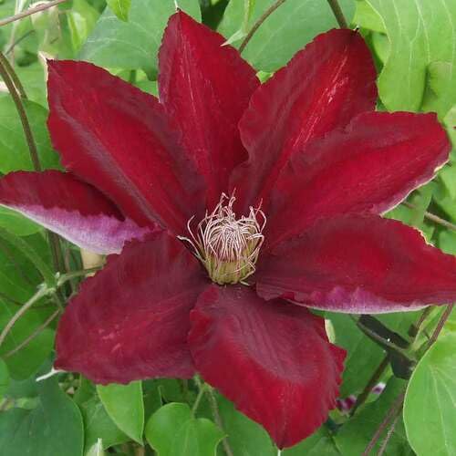 Clematis Flower Marron