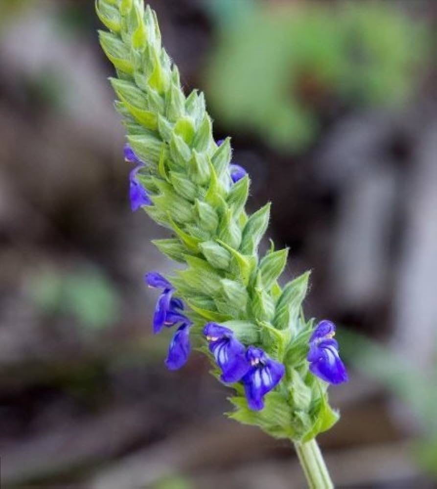 heirloom-non-gmo-chia-herb-seeds-salvia-hispanica

