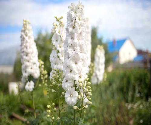 White Delphinium Flower - Heirloom, Non - Gmo Seeds