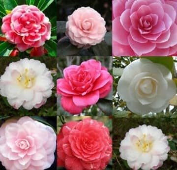 Don Mac Camellia Seeds – Antique Flower Variety – Dharaseeds
