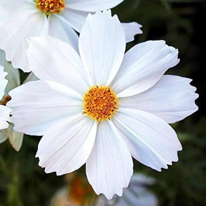 White Cosmos Flower Seeds for Planting – Non-GMO, Heirloom, Vibrant Garden Blooms Dhara Seeds
