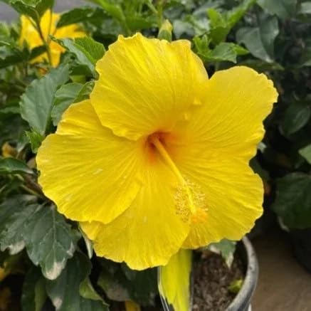 Yellow Hibiscus Flower - Heirloom, Non - Gmo Seeds