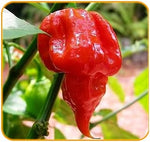 close-up of wrinkled pepper skin on hot Trinidad Scorpion Butch T pods

