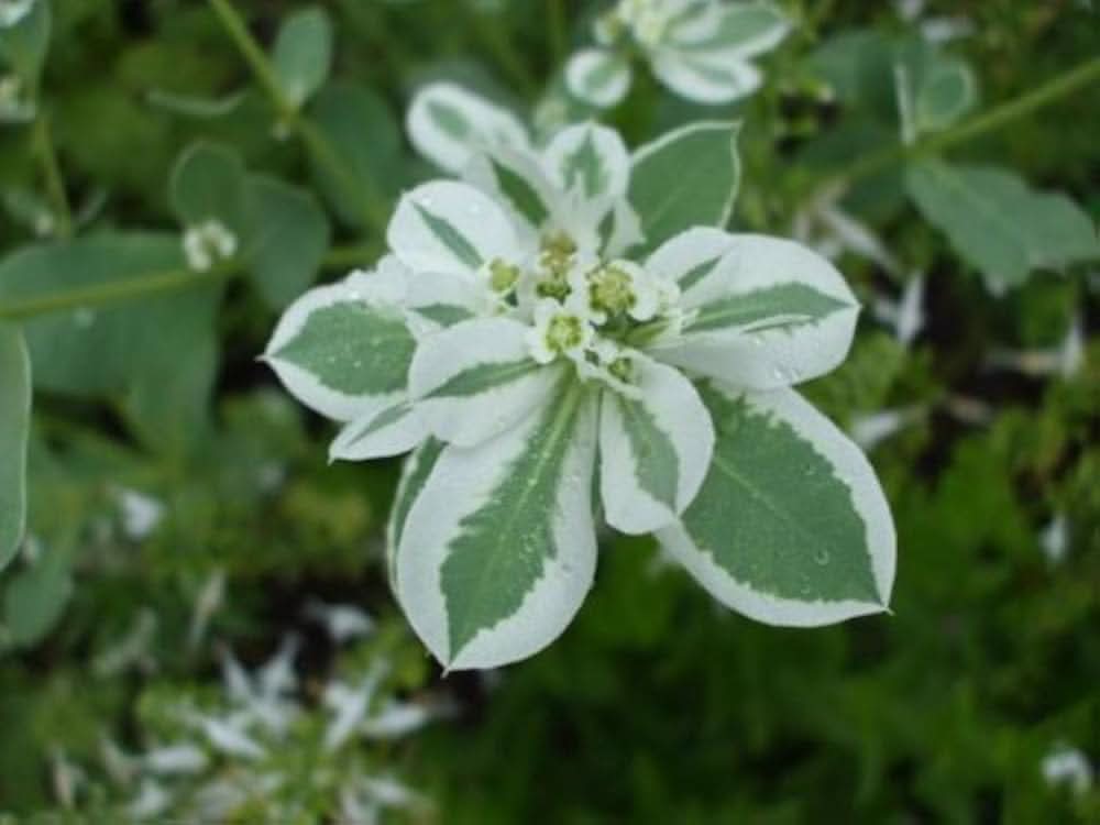 Snow - on for planting in home garden