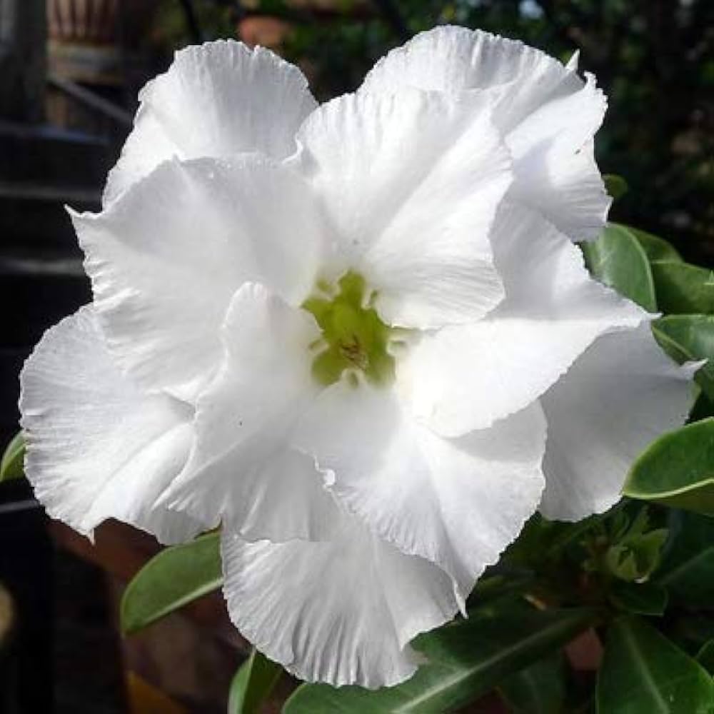 Desert Rose Adenium Obesum White King Parfum Seeds for Planting home garden flower bed