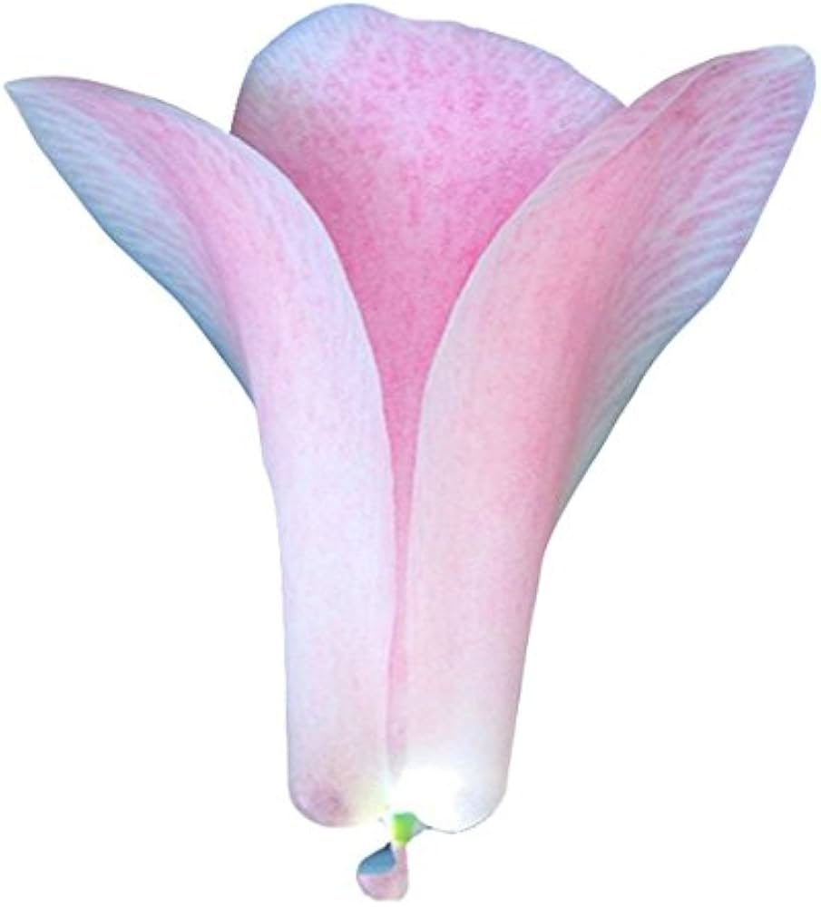 Chilean Bellflower Seeds (Lapageria Rosea) for Rare Garden Blooms