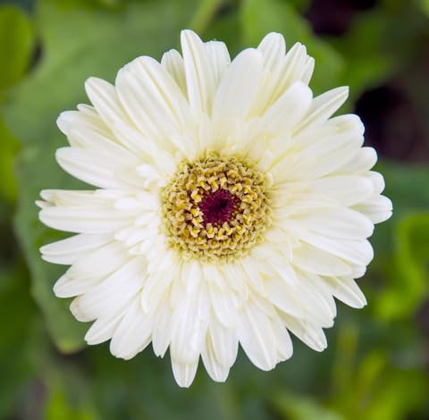 White Gerbera Flower