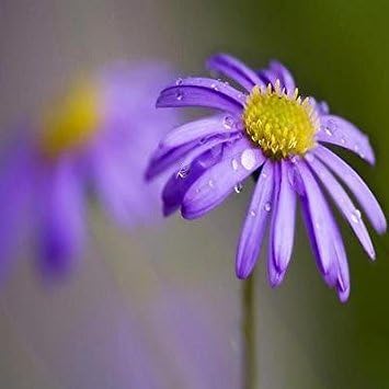 Blue Brachycome Flower Seeds for Planting - 100 pcs for planting in your garden.