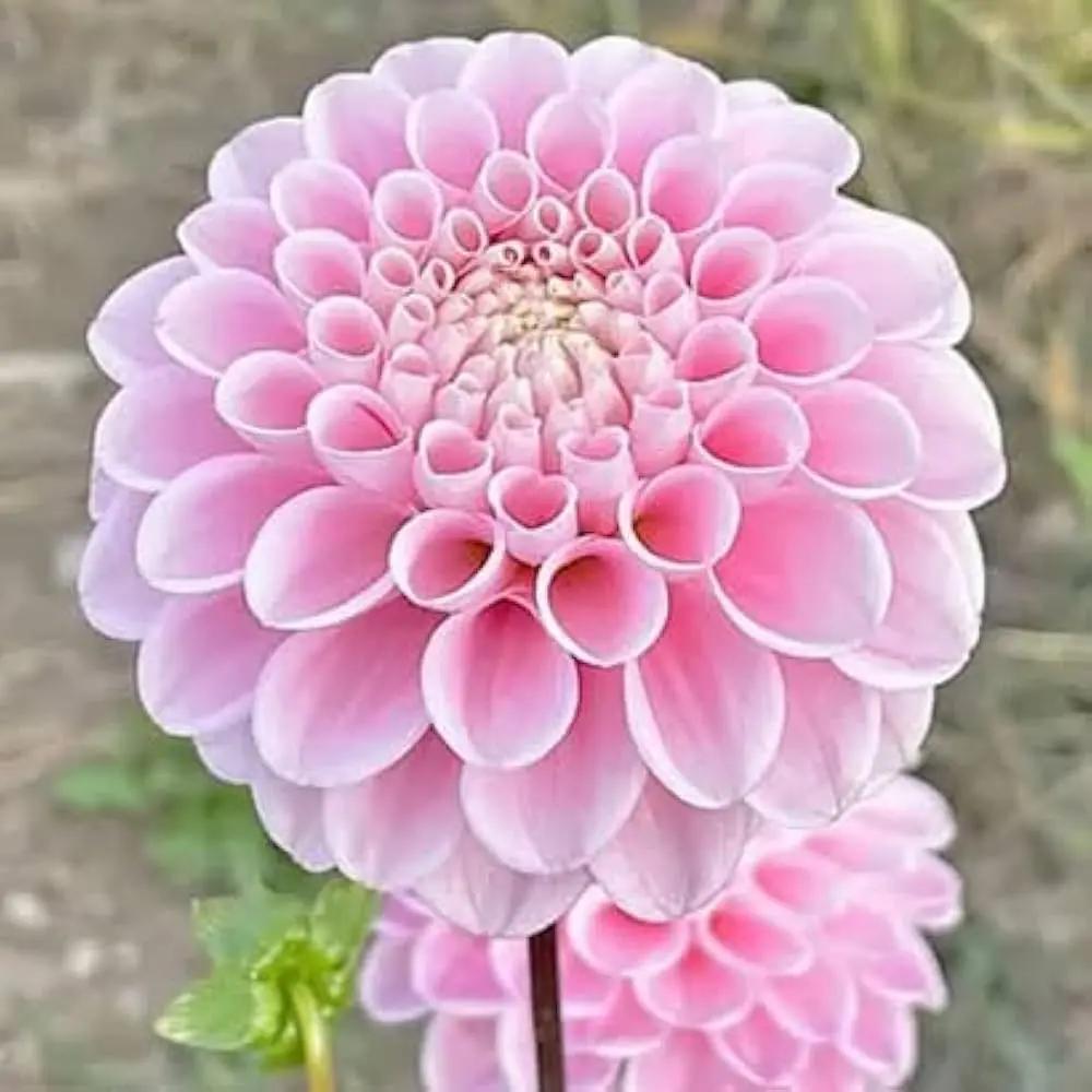perennial-heirloom-non-gmo-pink-pompon-dahlia-seeds

