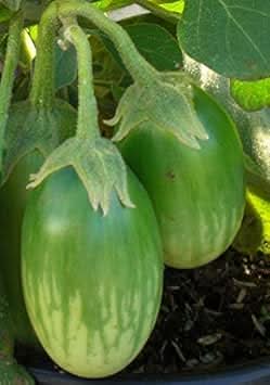 Eggplant Seeds for Planting, Green