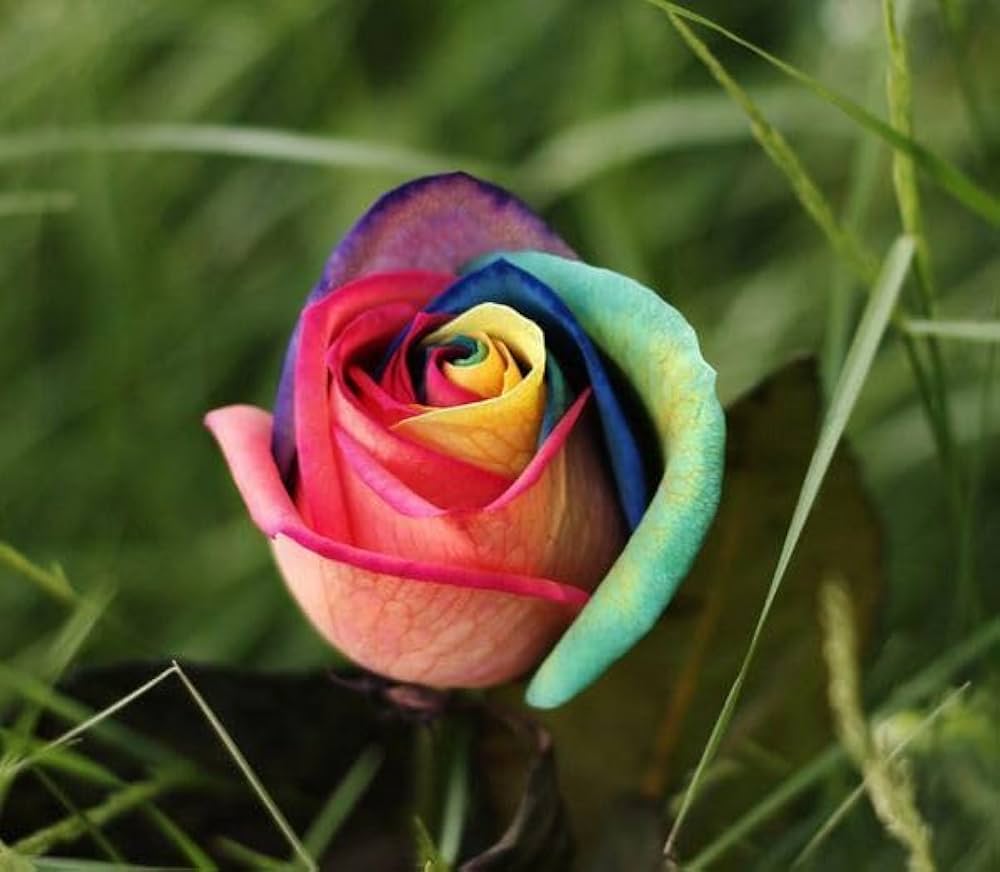 Holland Rainbow Rose for planting