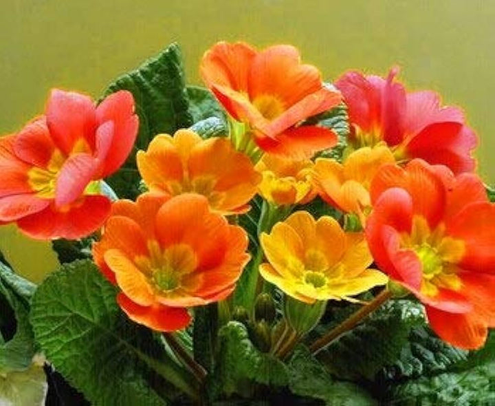 Primula Malacoides Flower Seeds for Planting 100