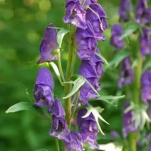 Monkshood Poisonous Flower Seeds for Planting - NON GMO Seeds for planting in home garden