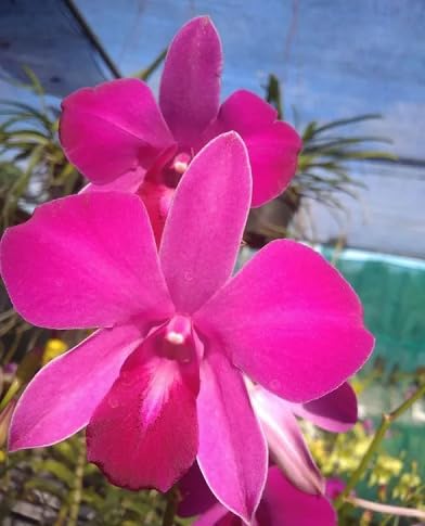 Pink Dendrobium Flower - Heirloom, Non - Gmo Seeds