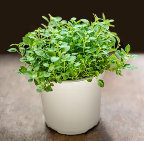 Green Marjoram - Heirloom, Non - Gmo Seeds
