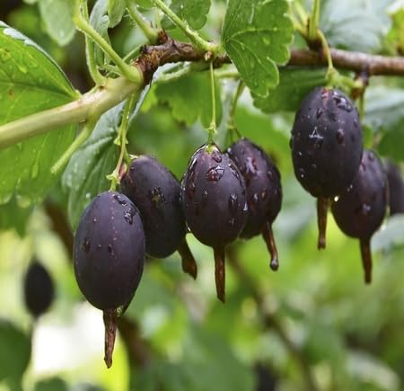 Black Jostaberry Fruit - Heirloom, Non - Gmo Seeds