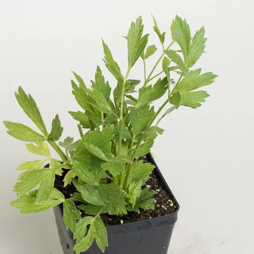 Green Lovage - Heirloom, Non - Gmo Seeds