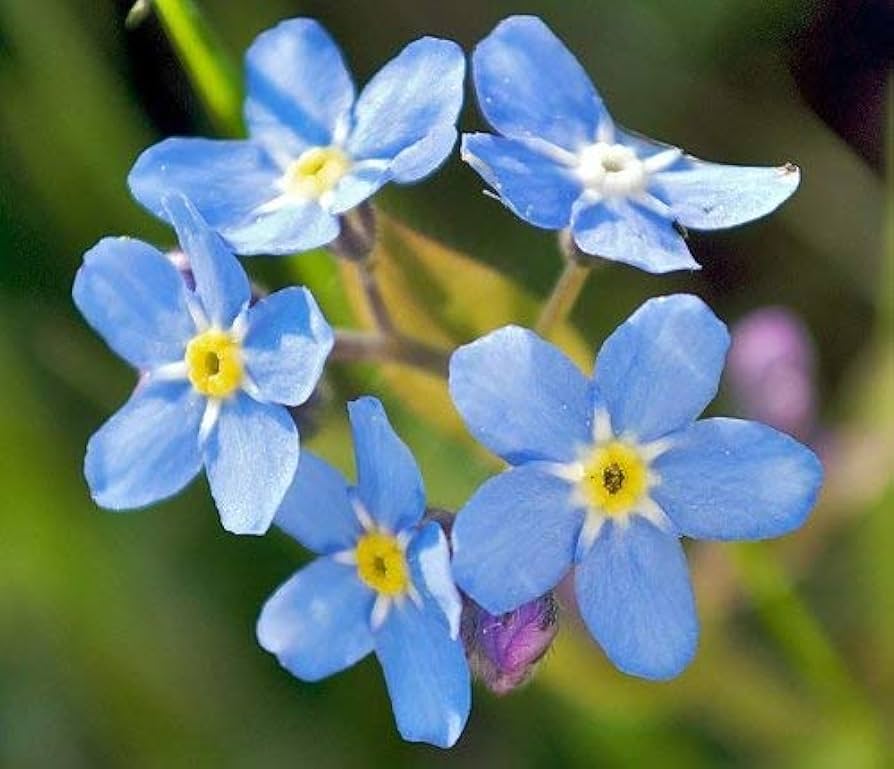 Myosotis Alpestris Forget Me Not seeds for garden planting