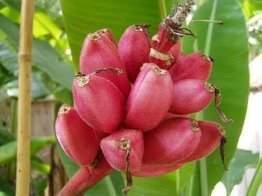 Pink Banana (Musa spp.) – Sweet and Uniquely Colored Banana Variety