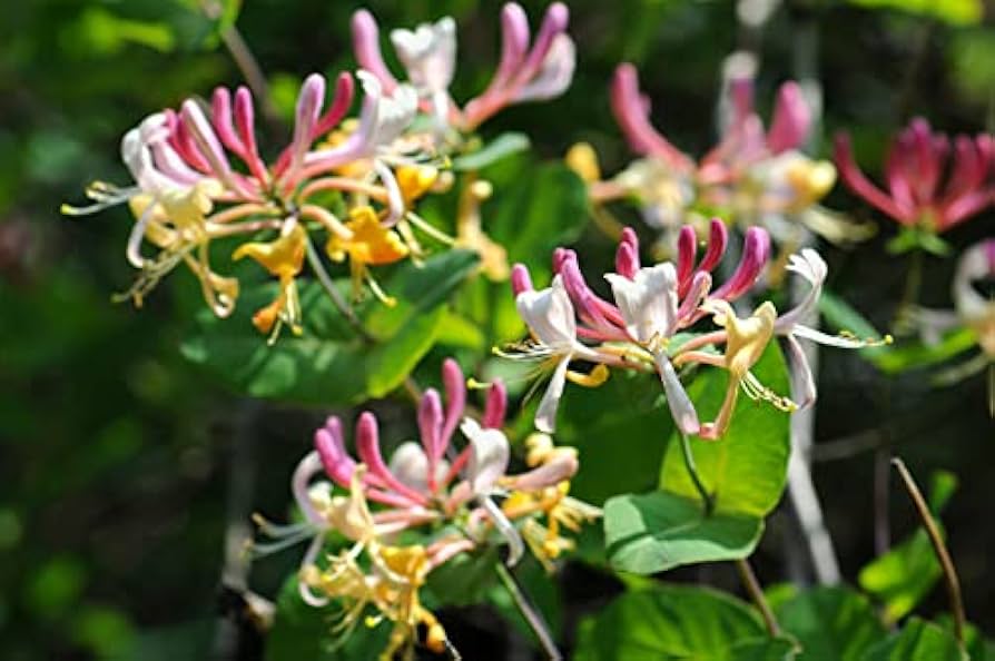 Mixed Honeysuckle Seeds