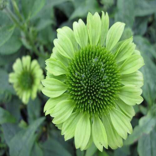 Green Echinacea Flower - Heirloom, Non - Gmo Seeds