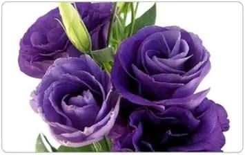 Deep Blue Eustoma (Lisianthus) Flower Seeds for Planting - Heirloom, NON-GMO, Easy to Grow Dhara Seeds