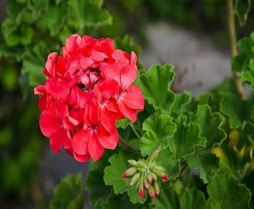 Red Geranium Flower