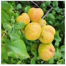 New Fresh Yellow Cydonia Pome Fruit Seeds - Aromatic, Fragrant Quinces to Grow at Home