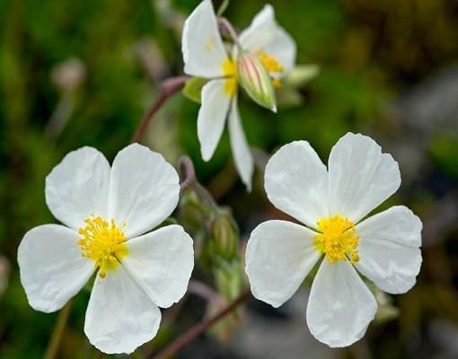 White Helianthemum Flower - Heirloom, Non - Gmo Seeds