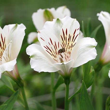 White Alstroemeria Flower - Heirloom, Non - Gmo Seeds