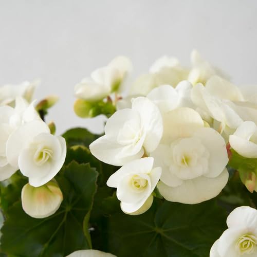 White Begonia Flower - Heirloom, Non - Gmo Seeds