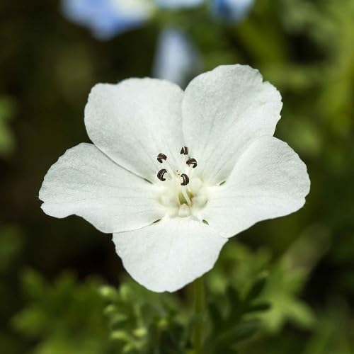 White Nemophila Flower