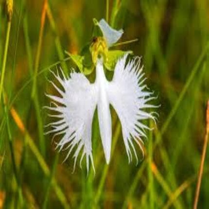 Egret Orchid Flower White - Heirloom, Non - Gmo Seeds