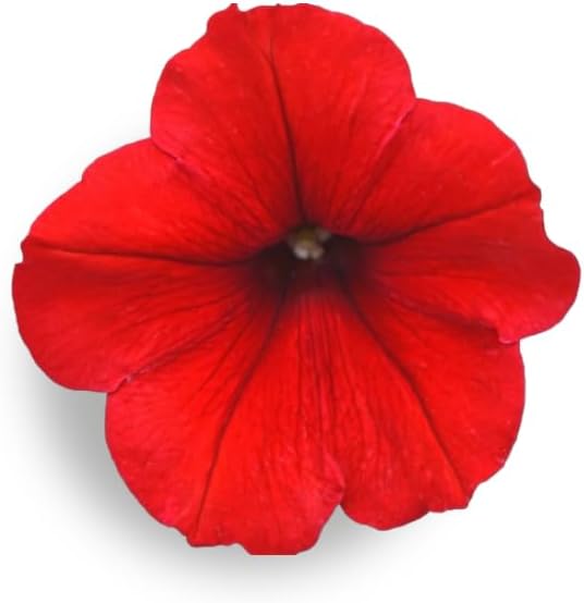 Dark Red Velvet Petunia Seeds