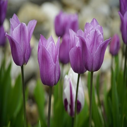 Tulip Flower Violet