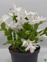 White Schlumbergera Flower Planting Seeds for Garden NON GMO Seeds Dhara Seeds
