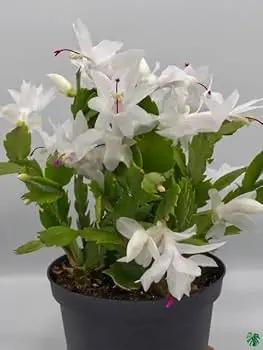 White Schlumbergera Flower Planting Seeds for Garden NON GMO Seeds Dhara Seeds