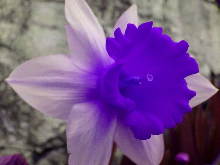 Nema Double Petals Narcissus Flower Seeds – Heirloom Non-GMO Seeds for Garden Planting