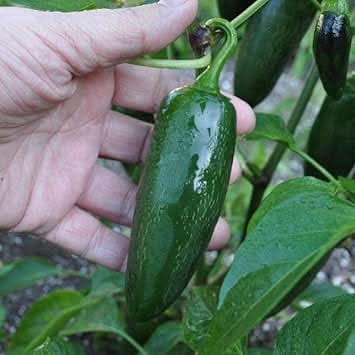 Chili Pepper Seeds for Planting