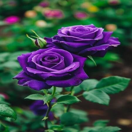 Purple Rose Flower - Heirloom, Non - Gmo Seeds