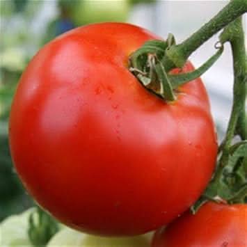 Tomato Vegetable Seeds for Planting – Red Variety