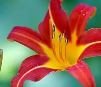 Yellow Red Hemerocallis Flower Planting Seeds for Garden NON GMO Seeds Dhara Seeds