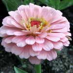 Baby Pink Zinnia Flower Seeds for Planting – Bright Blooms for Garden, Heirloom Seeds - Pink for planting in home garden